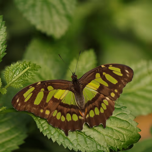 Financial officer individual region.