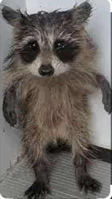 Dreaming Forward: 2026