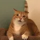CatNip CAT