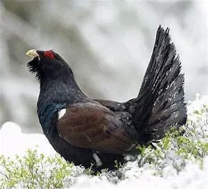 Emotional intelligence seminars