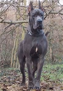 Savannah wildlife encounters