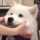 vgncvgn