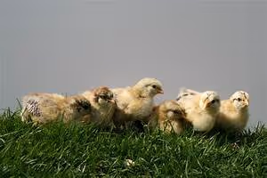 Aspirations pursuit journey