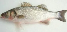 big fish