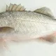 big fish