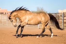 Mobile home adventures