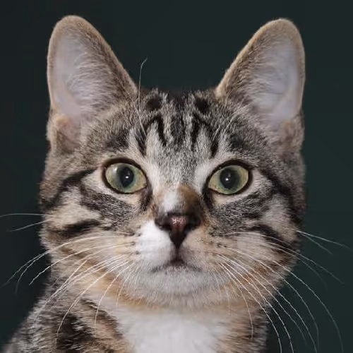 Seaside paradise retreats