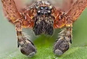 RV camping expeditions