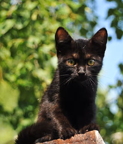 Mountaineering conquests