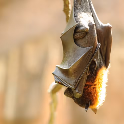 Chinese dynasties tales