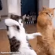 MS