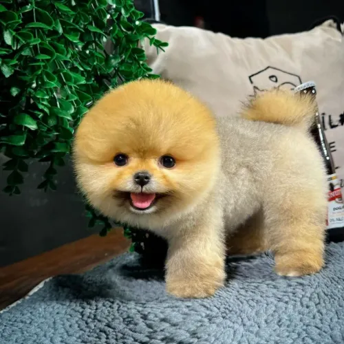 angrypom