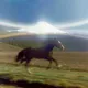 SOMNIA HORSE