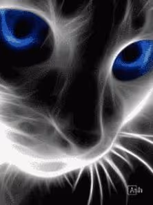 gato