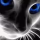 gato