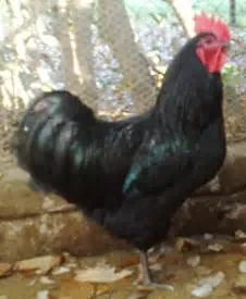 Railway adventures abroad