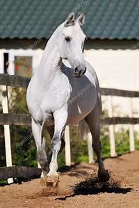 Alpine cabin escapes