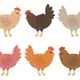Chickens