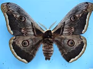 Cooking classes abroad