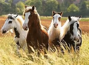 Inclusive communities building