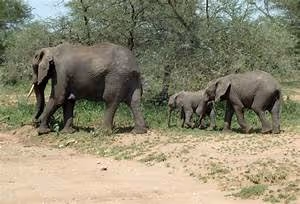 Mountaineering conquests