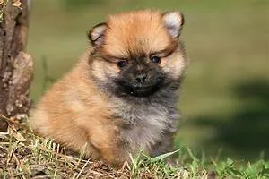 Skydiving thrill seekers