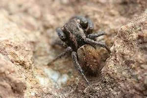 Sustainable solutions quest