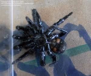 Nautical journeys abroad