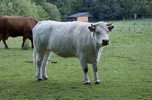 Stargazing adventures