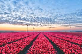  red flower field