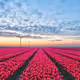  red flower field