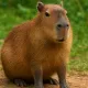 Capybaras