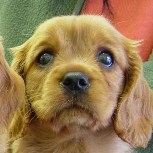 Inner peace practices