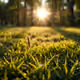 touch the grass