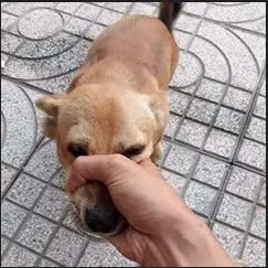 dogshut