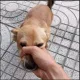 dogshut