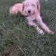dag
