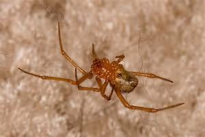 Rhythmic expressions learned