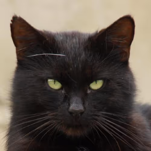 Living with local families