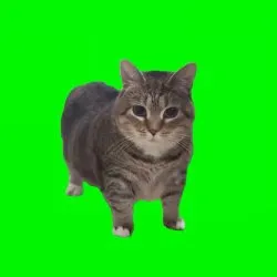 Green Cat