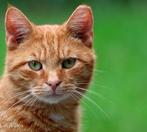 SomCat