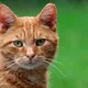 SomCat