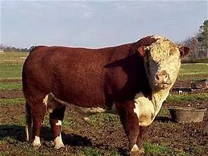 Pirate adventures at sea