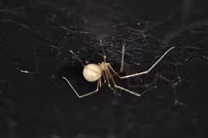 Natural wellness treatments