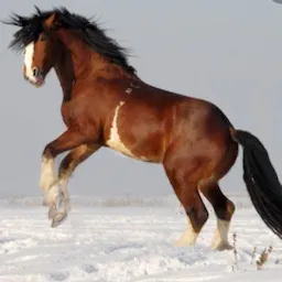 Space colonization dreams