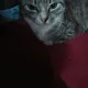 Catlov