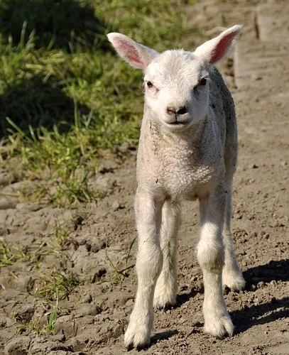 Visionary leadership skills