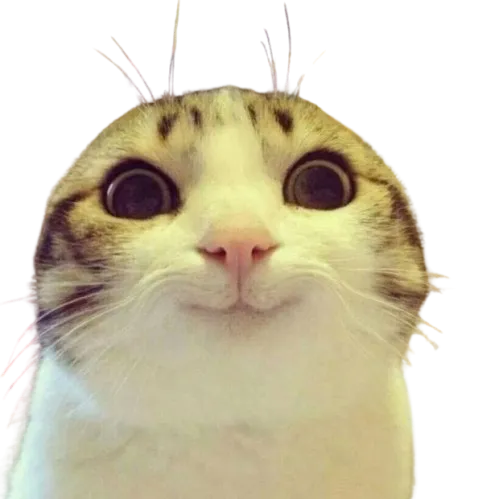 catz