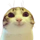 catz