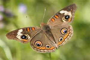 Train journeys across lands